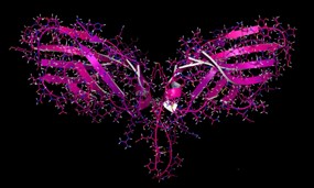 安博官方网页版生物2亿美元授权默沙东的CTLA-4单抗进入III期临床